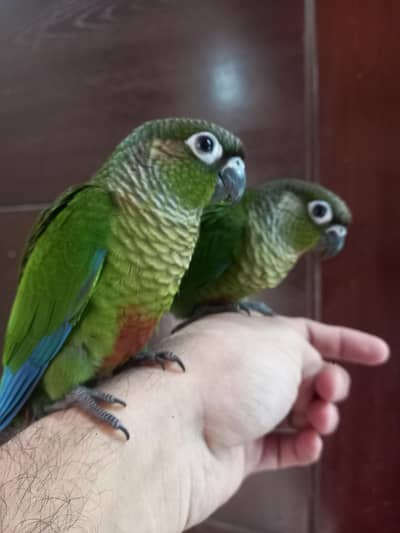 hand tammed conure pair parrots
