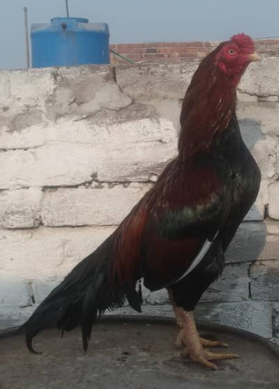 neely Doray wali ankh hy only serious buyers contact me 03235959196