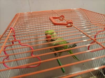 Alexander parrot, excellent talking