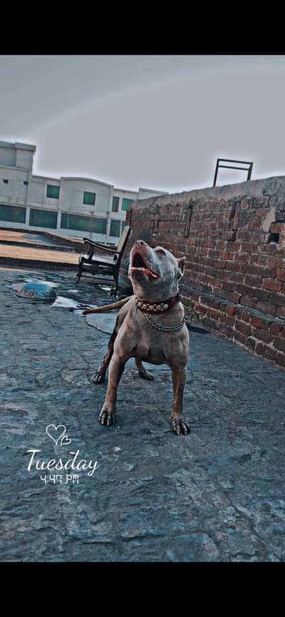 American pitul age 3 year security Bred my liay best