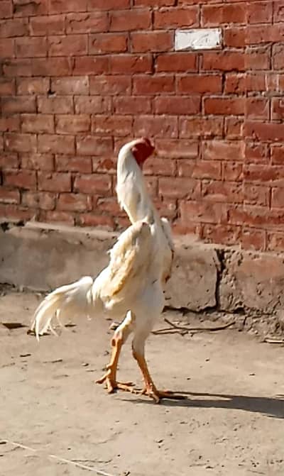 White King Shamo Chicks