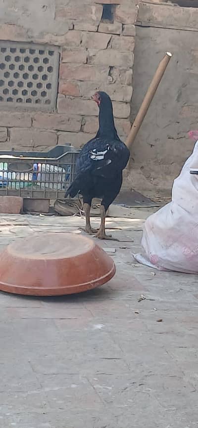 Assel pakistani female