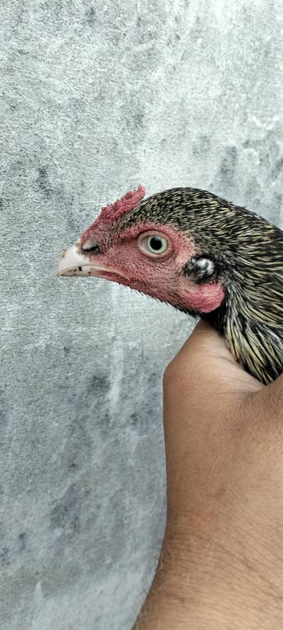 Aseel setup for sale