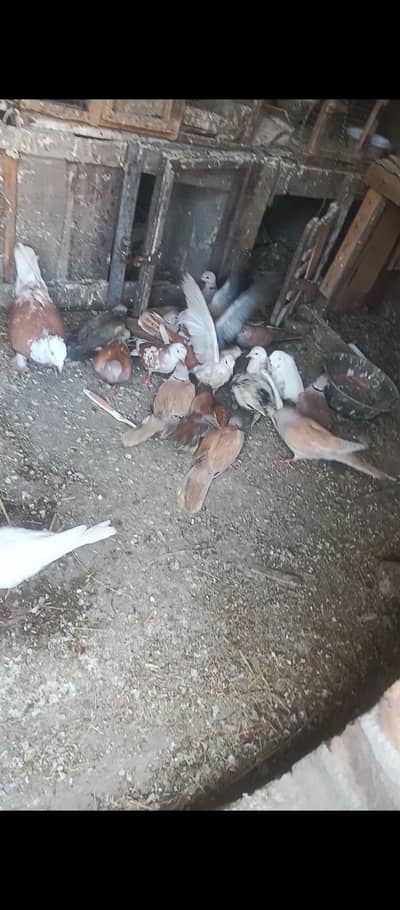 doves colony for sale