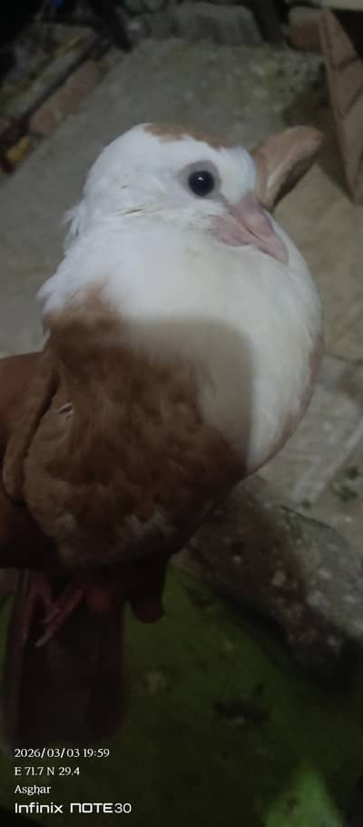 karblai pair for sale