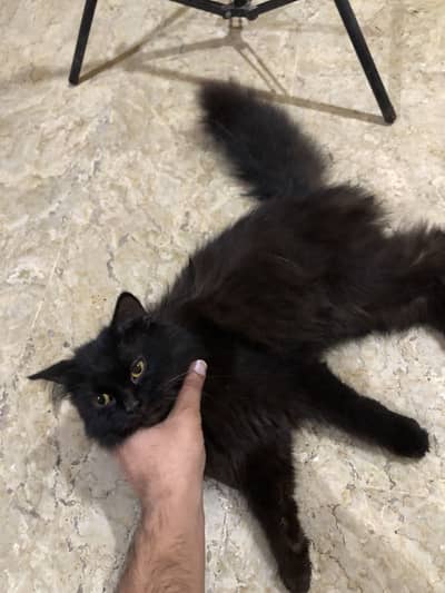 Parsian cat pure black