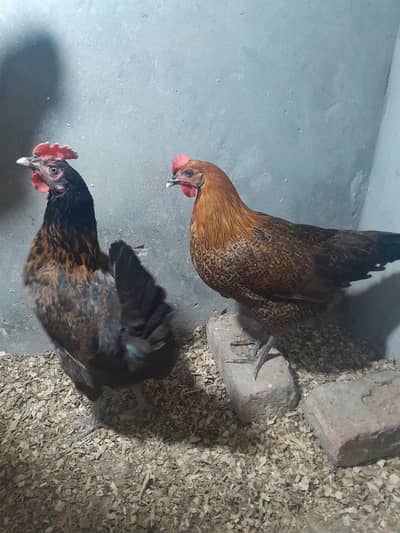 Desi misri Hens for sale