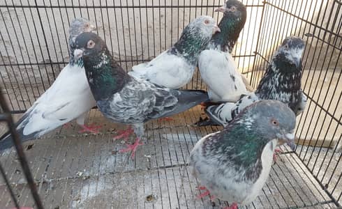 Breeder pigeons old blood line