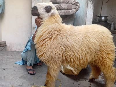 Mundra Kajla 6-7 months old