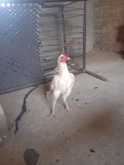 pure heera aseel male for sale 03037628733