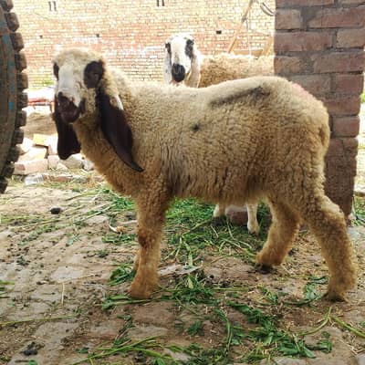 Male sheep for sale price 55000