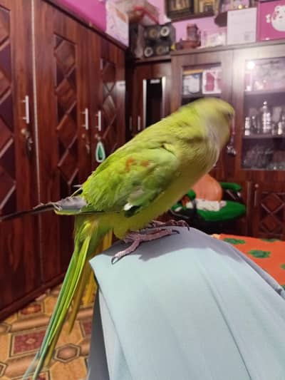 RINGNECK PARROT
