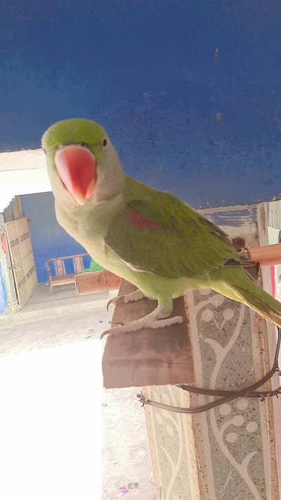 Raw parrot for sell