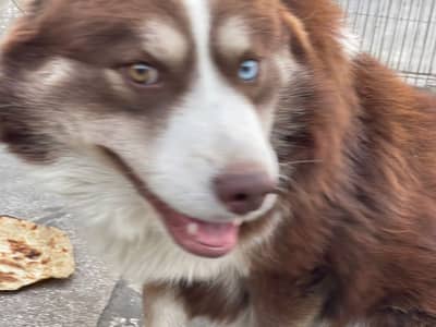 Dog looking loving home