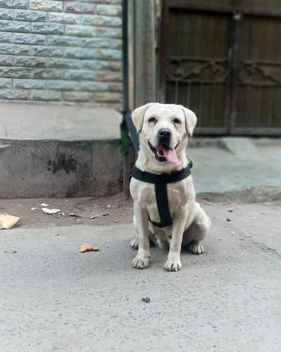 labardor nonpadigree