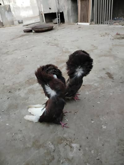 High Quality double Crown Breeder Jacobin (Nakabposh)