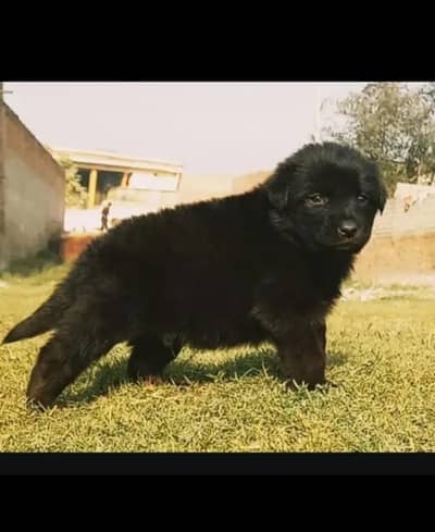 black Shepherd long coat mail 2 mahnt for sale