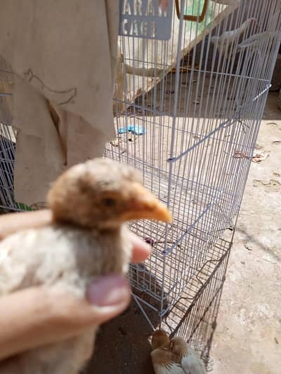 aseel hen with chicks,pathi