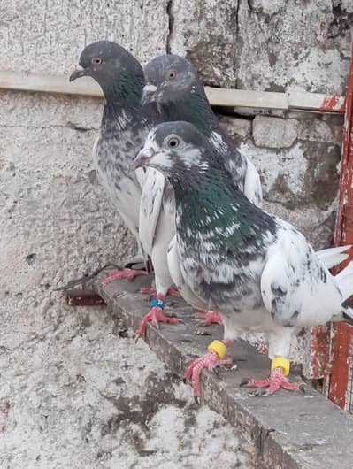 beeder 2 male and 5 female