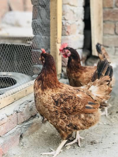 Whatsapp number:03106457445