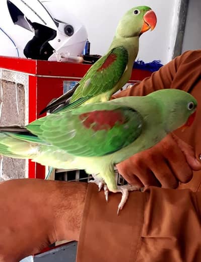 raw parrot pair