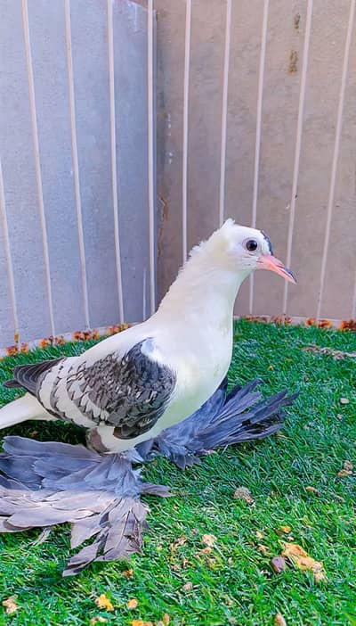 Fancy pigeon available