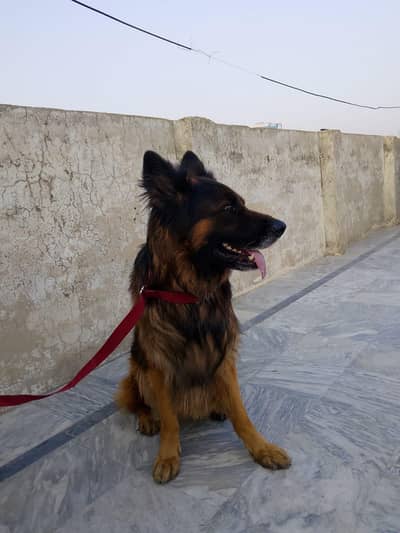 German shepherd triple coat