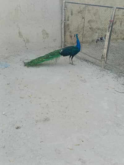 Indian black shoulder male