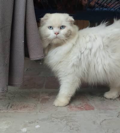 Persian cat for sale
