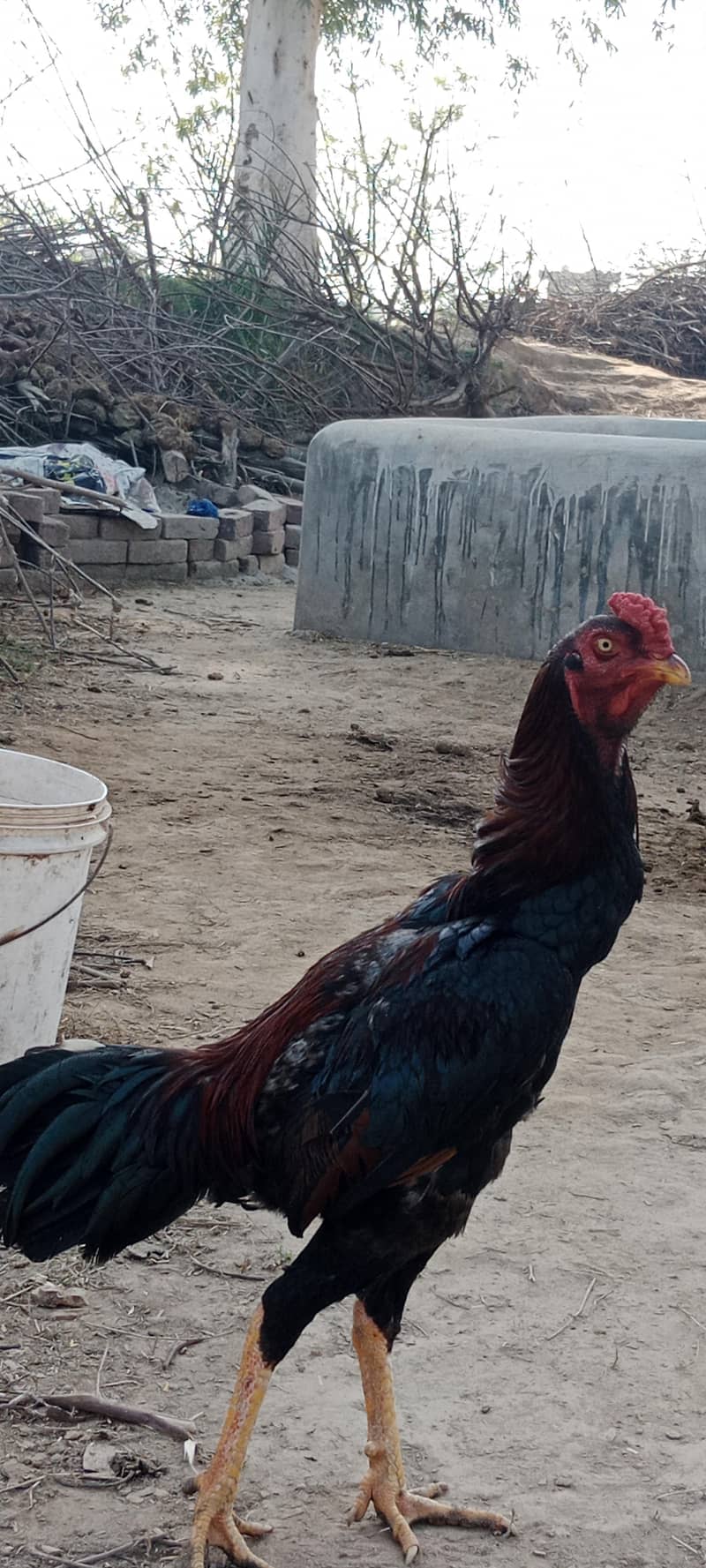 Aseel Breader pair 0