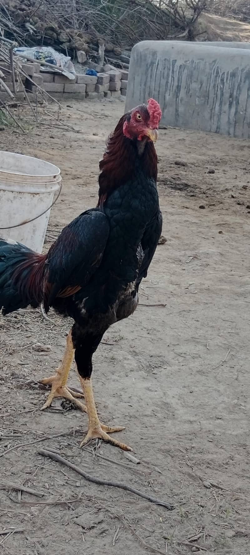 Aseel Breader pair 2