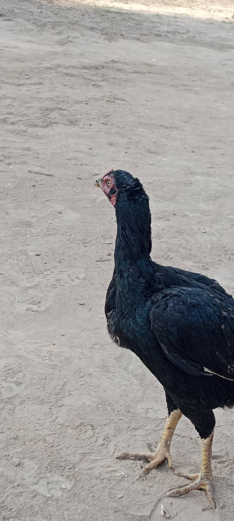 Aseel Breader pair 4