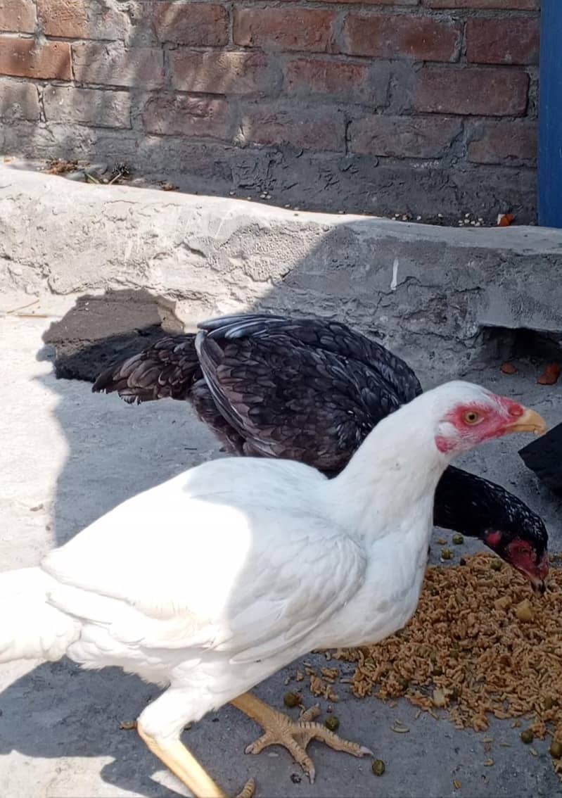دو اسیل مرغیاں براے فروخت 1