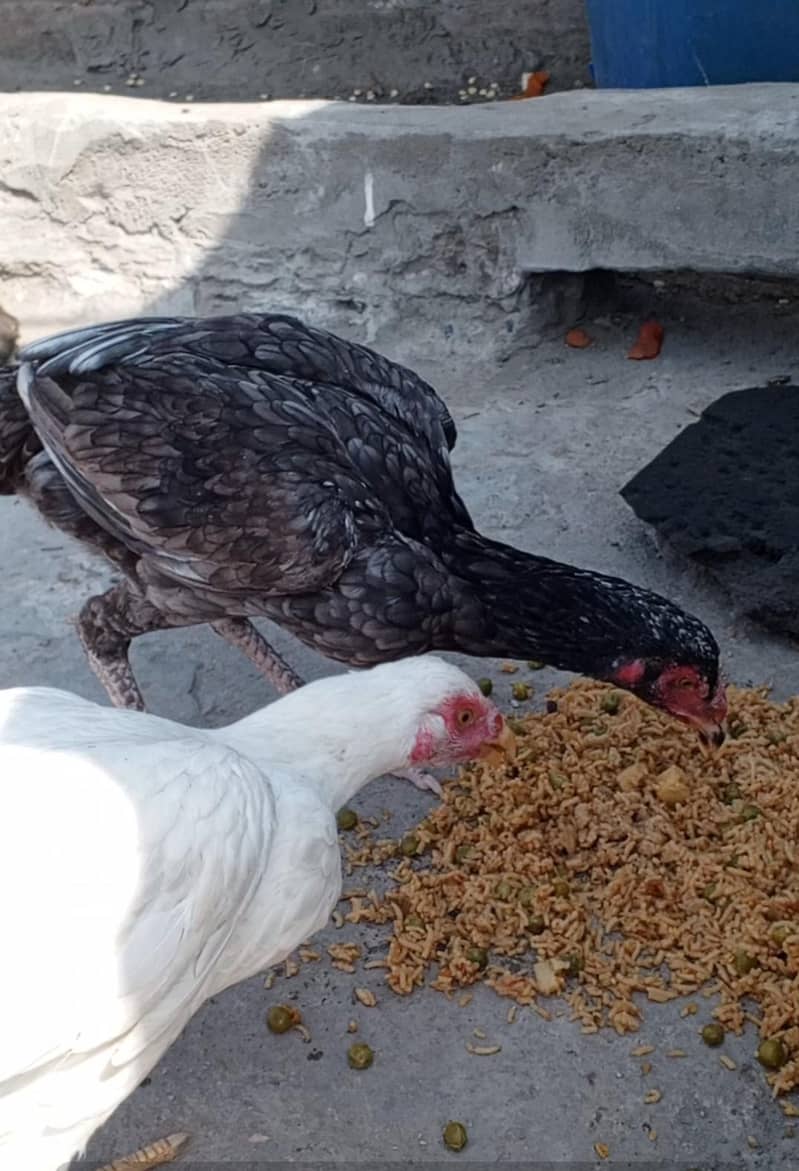 دو اسیل مرغیاں براے فروخت 2