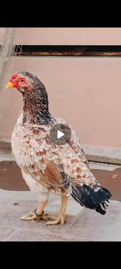 aseel high quality amroha madi