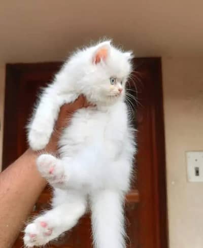 Persian female kitten for sale My WhatsApp number 0347-72-98-721