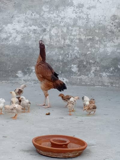 Aseel murgi + 12 Chiks