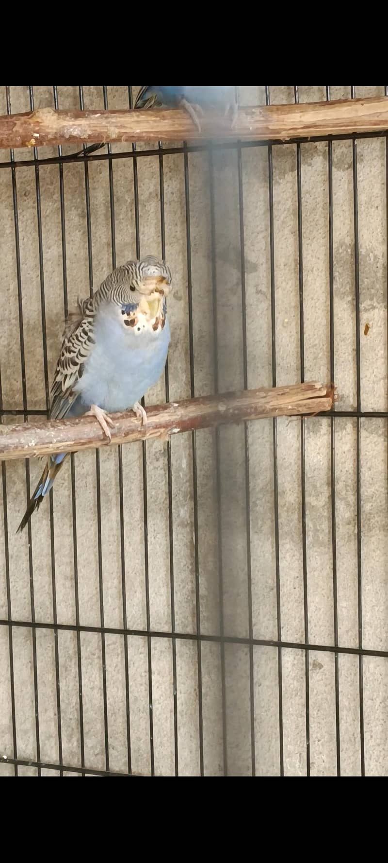 split combo  breeder pair 0