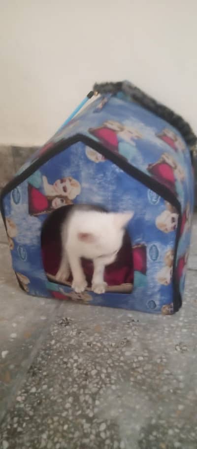 blue eyes white persion  train