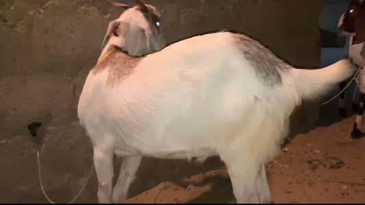 bakra 2 dant khassi