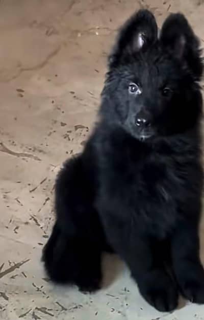 German shepherd puppies for sale healthy 0313=4934962