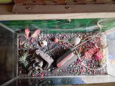 cariam for fish new condition for sale