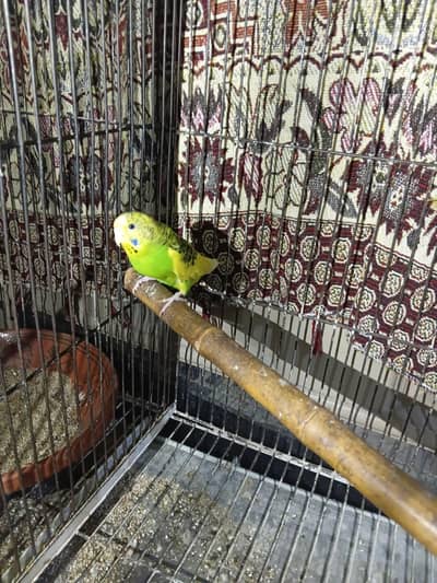 Australian parrot.   Budgies