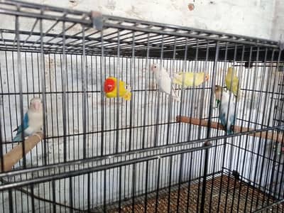 All setup. . birds and cages