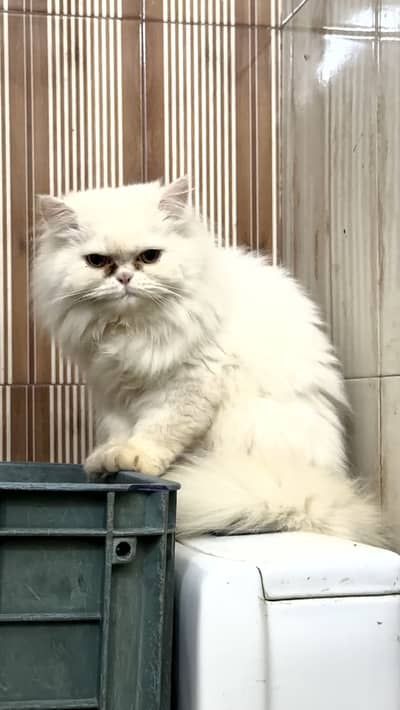 Punch face persian male