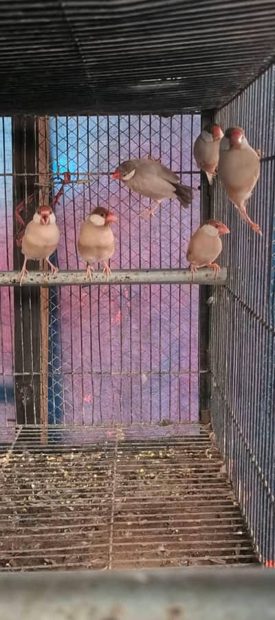 Top quality fawn java pairs