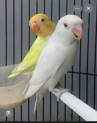 Love Birds