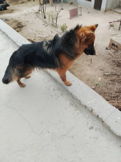 German shepherd female