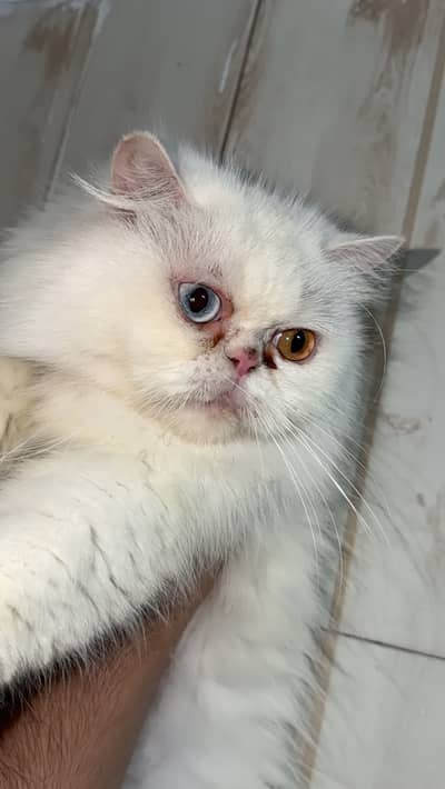 Extreme punch face persian Breeder female