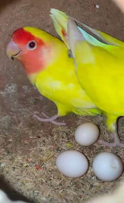 Love birds age 2year + hai